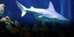 150709-teaser-Shark