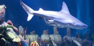 sea life az shark week