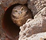 burrow owl