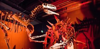 Arizona Science Museum Mega-giganti-normous dinosaurs