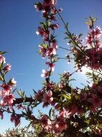 peachblossom