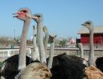 ostrichfestival