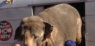 Ringling Bros and Barnum & Bailey Circus