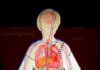 Sesame Street exhibit explores the human body Arizona Science Center Sesame Street Body