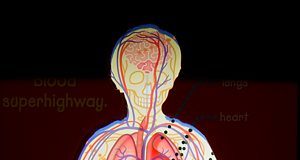 Arizona Science Center Sesame Street Body