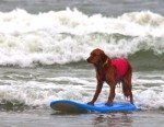 surfdog