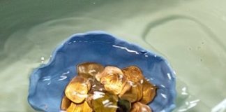 Arizona SCITECH Festival