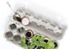 Plant an egg carton