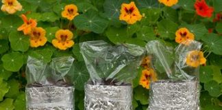 STEM Copper RIdge Scottsdale