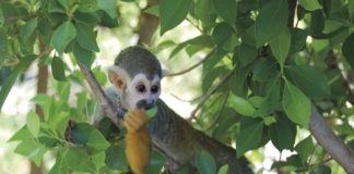Squirrel monkey inside Monkey Village at the Phoenix Zoo.