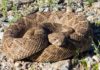 rattlesnake