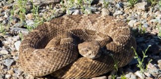 rattlesnake