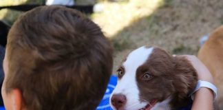 PCH PetSmart puppies