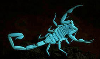 scorpionblacklight