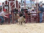 azlivestockshow