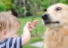 child, dog, fear, dog bite, National Dog Bite Prevention Week