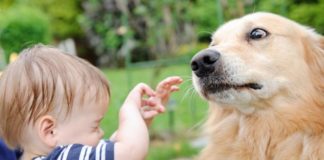 child, dog, fear, dog bite, National Dog Bite Prevention Week