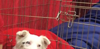 Amazing Aussies, gift wrapping, Barnes & Noble