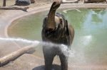 PhoenixZoo-winter-july-elephant