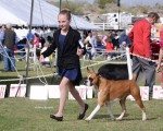 canine-agility-show