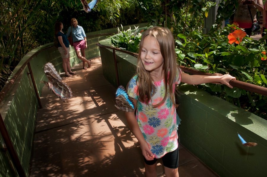 Claire Kelley (7) takes a closer look at one of the thousands of butterflies at Butterfly Wonderland. Photo by Rick D'Elia.