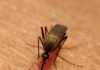 Zika virus: Arizona risk is small, but precautions are prudent
