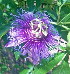 Desert Botanical garden, passion flower, date night, parents night out, June, Arizona