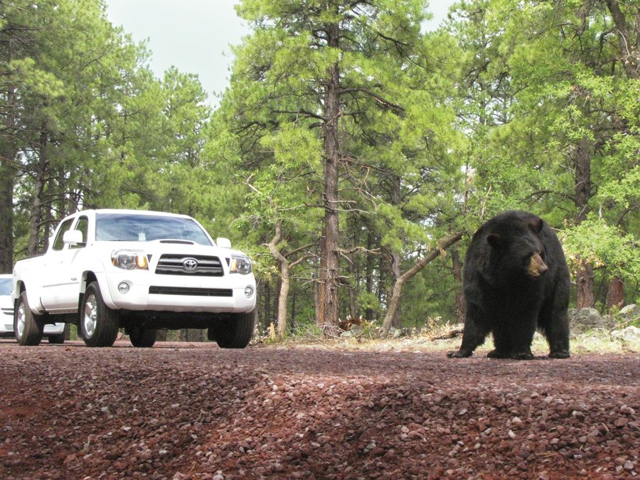 Courtesy of Bearizona Wildlife Park.