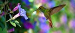 Hummingbird (archilochus colubris) in Flight over Purple Flowers