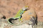 EasternCollardLizard