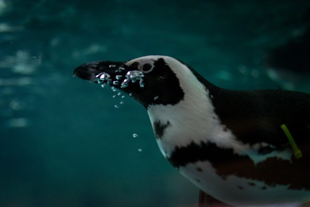 Penguins are one of the big attractions at the new OdySea Aquarium.