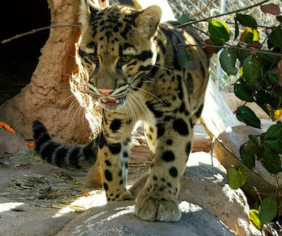 Clouded_Leopards_12