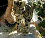 Clouded_Leopards_12