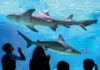 4 ways to celebrate Shark Week in metro Phoenix