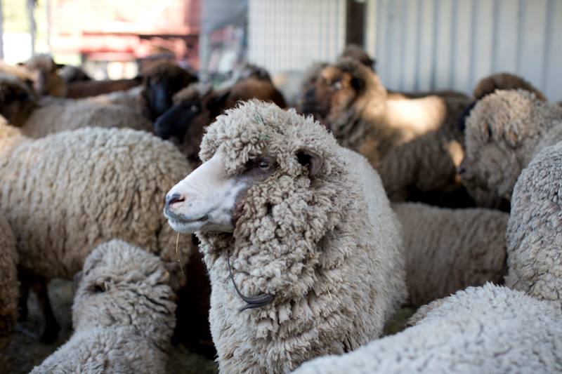 flag-wool-and-fiber-festival