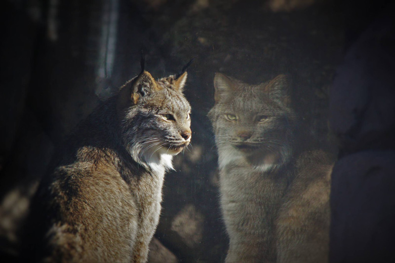 heritage-park-zoological-zoo-by-moonlight