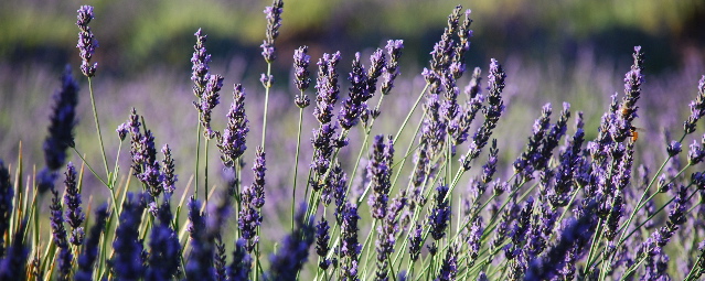 lavender-festival