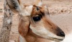 pronghorn-deer