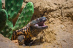 Gila Monster
