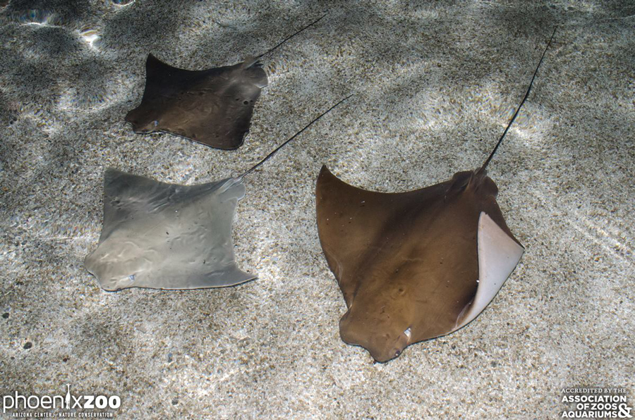 Photo www.facebook.com/PhoenixZoo