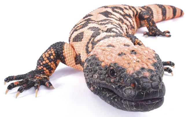 GilaMonster