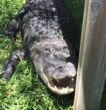 croc-walk-phoenix-herpetological