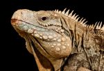 iguana-phoenix-herpetological-society