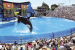 Shamu-Jumping