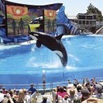 Shamu-Jumping-Square