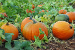 Pumpkin Patch
