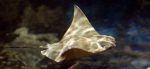 sting ray