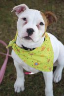 DoggieStreetFestival2