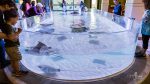 touch-exhibit-odysea-aquarium