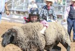 TucsonRodeo-Cayla-mutton-buster_Jennifer-Vimmerstedt